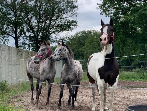 verzorger gezocht, Dieren en Toebehoren, Paarden en Pony's | Verzorgingsproducten, Ophalen of Verzenden
