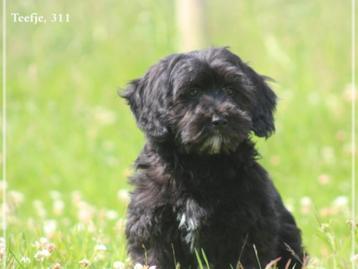 Leuke Boomer pups. beschikbaar voor biedingen