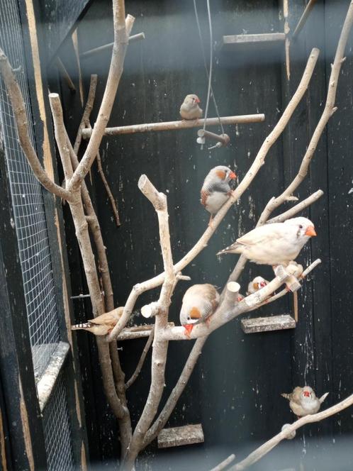 Mooie zebravinken, Dieren en Toebehoren, Vogels | Overige Vogels, Meerdere dieren