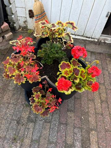 Stapelbak met geraniums beschikbaar voor biedingen