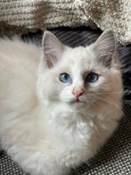 Prachtige Ragdoll kitten  dame 12 weken, Dieren en Toebehoren, Poes, Ontwormd