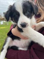 Border collie pups van de boerderij BELGIE, Dieren en Toebehoren, België, Particulier, 8 tot 15 weken, Collie