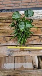 Stuk kienhout met planten, Ophalen, Plant(en), Steen of Hout