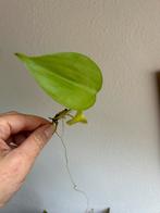 Philodendron scandens lime, gewortelde stek, 2x, Huis en Inrichting, Kamerplanten, Ophalen of Verzenden, Halfschaduw, Minder dan 100 cm