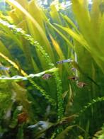 10 japans blauwe guppen, Dieren en Toebehoren, Vissen | Aquariumvissen, Vis