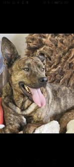 Sociale 3 jarige reu, stafford/herder mix, Dieren en Toebehoren, Honden | Niet-rashonden, Particulier, Rabiës (hondsdolheid), Reu