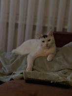 Poes zoekt goud mandje, Dieren en Toebehoren, Katten en Kittens | Raskatten | Korthaar, Poes