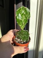 Opuntia ‘Jamaica Ghost’, Ophalen of Verzenden, In pot, Minder dan 100 cm, Bloeiende kamerplant