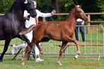 Prachtige gelderse merrieveulens!, Dieren en Toebehoren, Paarden, Merrie, Dressuurpaard, 0 tot 2 jaar, Onbeleerd