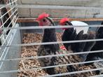 Diverse Serama hennen & hanen, Dieren en Toebehoren, Pluimvee, Meerdere dieren, Kip