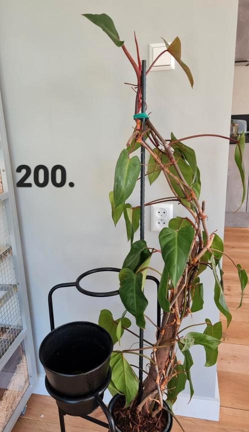 Kamerplant, philodendron red emerald, Huis en Inrichting, Kamerplanten, Overige soorten, Minder dan 100 cm, Ophalen of Verzenden