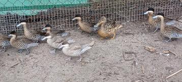 Versicolor talingen beschikbaar voor biedingen