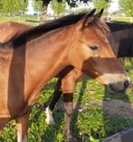 Welsh merrie veulen en Shetland hengst veulen te koop, Dieren en Toebehoren, Pony's, Gechipt, Niet van toepassing, 0 tot 2 jaar