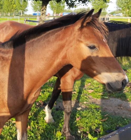 Welsh merrie veulen en Shetland hengst veulen te koop, Dieren en Toebehoren, Pony's, Meerdere dieren, Niet van toepassing, A pony (tot 1.17m)