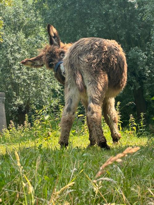 Ezel hengst zoekt huisje, Dieren en Toebehoren, Overige Dieren, Mannelijk, Na 1 juli 2024