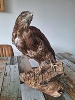 Taxidermie Buizerd opgezet, Verzenden, Vogel, Opgezet dier