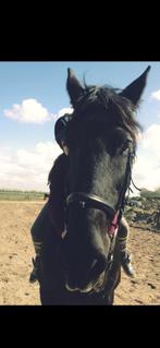 Lief paard gezocht / verzorger aangeboden, Dieren en Toebehoren, Ophalen, Dressuur