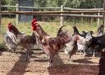 Zeldzame bijzondere Silverudds Blå / Blue hennen en hanen, Dieren en Toebehoren, Pluimvee, Meerdere dieren, Kip