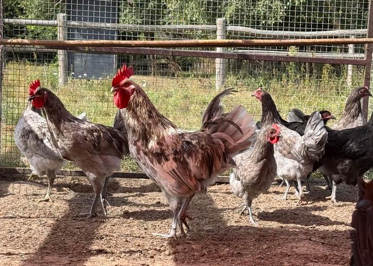 Zeldzame bijzondere Silverudds Blå / Blue hennen en hanen, Dieren en Toebehoren, Pluimvee, Kip, Meerdere dieren