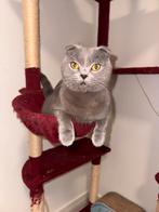 scottish fold korthaar, Kater