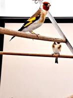 Major putters, Dieren en Toebehoren, Vogels | Overige Vogels, Meerdere dieren, Wildzangvogel
