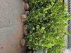 Prunus laurier, Tuin en Terras, Ophalen, Laurier, Haag, 100 tot 250 cm