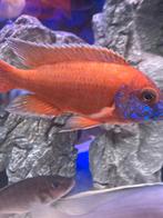 te koop jonge Aulonocara rubin red, Dieren en Toebehoren, Vissen | Aquariumvissen, Vis