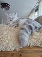 Stamboom Dekkater Britse Korthaar beschikbaar voor een date, 3 tot 5 jaar