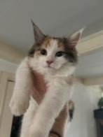 Maine Coon kitten vrouwtje, Dieren en Toebehoren, Katten en Kittens | Raskatten | Langhaar, Meerdere dieren, Gechipt, 0 tot 2 jaar