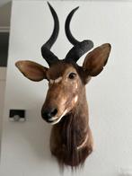 Opgezette nyala taxidermy gaaf exemplaar, Verzamelen, Ophalen, Opgezet dier
