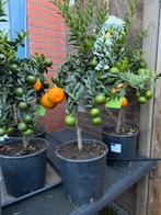 Mediterrane planten olijfbomen palm banaan, Tuin en Terras, Planten | Bomen, 100 tot 250 cm, Olijfboom, Zomer, Ophalen
