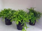 Hobbyaquarium Aponogeton/microsorum alle planten uitzoeken, Vis, Zoetwatervis, Schoolvis
