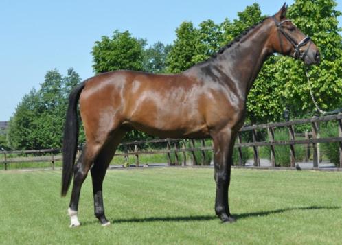 4 jarige grote brave ruin v.Ferguson, Dieren en Toebehoren, Paarden, Ruin, B, 170 tot 175 cm, 3 tot 6 jaar, Dressuurpaard, Met stamboom