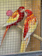 koppel penanten  en koppel  rubino rosella's, Dieren en Toebehoren, Vogels | Parkieten en Papegaaien, Meerdere dieren, Parkiet