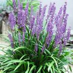Leliegras - Liriope Muscari Moneymaker, Ophalen, Bodembedekkers, Volle zon, Vaste plant