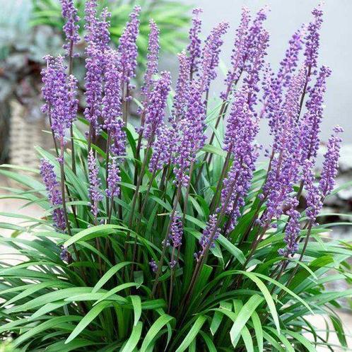 Leliegras - Liriope Muscari Moneymaker, Tuin en Terras, Planten | Tuinplanten, Vaste plant, Bodembedekkers, Volle zon, Zomer, Ophalen