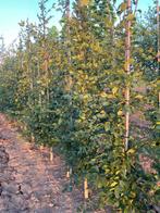 Carpinus betules haagbeuk, haag, boom 3-jarig, Tuin en Terras, Ophalen