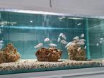 Labidochromis Caeruleus White Nkata Bay Malawi Cichliden, Dieren en Toebehoren, Vissen | Aquariumvissen, Vis, Zoetwatervis
