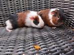 2 cavia beertjes  (samen 10 euro), Dieren en Toebehoren, Knaagdieren, Oktober, Mannelijk, Cavia