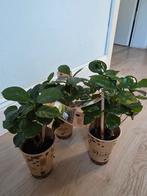Coffea Arabica Plantjes - 4 stuks | koffieplant, Huis en Inrichting, Kamerplanten, Overige soorten, In pot, Minder dan 100 cm