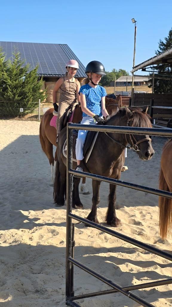 Verzorgster/ bijrijdster aangeboden voor paard/pony, Dieren en Toebehoren, Paarden en Pony's | Verzorgingsproducten, Nieuw, Ophalen of Verzenden