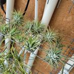 Tillandsia ionantha m, Huis en Inrichting, Kamerplanten, Ophalen of Verzenden, Halfschaduw, Minder dan 100 cm