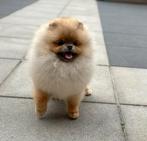 Pomeriaan | Pomerian | Pup 6 MND, Dieren en Toebehoren, 15 weken tot 1 jaar, Reu, Eén hond, Nederland