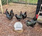 Broedeieren Australorp (groot), Dieren en Toebehoren, Pluimvee, Geslacht onbekend, Kip