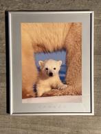 Art Wolfe ijsberen (in aluminium frame): 25 x 31 cm, Minder dan 50 cm, Metaal of Aluminium, Ophalen of Verzenden, Zo goed als nieuw