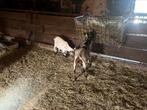 Dwerg geiten, beide van ongeveer mei vorig jaar, Dieren en Toebehoren, Schapen, Geiten en Varkens, Vrouwelijk, Geit, 0 tot 2 jaar