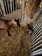 Moeder dwerggeit met geit lam, Dieren en Toebehoren, Vrouwelijk, Geit, 3 tot 5 jaar