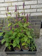 Te koop: dropplant zaailingen, Tuin en Terras, Planten | Tuinplanten, Ophalen, Vaste plant, Kruiden, Halfschaduw