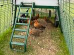 Friese goudpel krielkippen en hanen te koop., Dieren en Toebehoren, Meerdere dieren, Kip