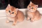 Golden Black  kittens  met stamboom!, Meerdere dieren, Gechipt, 0 tot 2 jaar